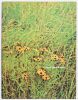 1969 Woodstock Music & Art Festival Program Near Mint 83