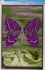 1968 FD-122 Iron Butterfly Velvet Underground Avalon Ballroom Poster CGC 9.9