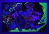 1981 Leon Hendrix Jimi Hendrix Little Wings Flocked Blacklight Poster Near Mint 89 - 2